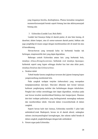 yang lengannya bersilia, disebutpluteus. Pluteus kemudian mengalami
      metamorfosismenjadi bentuk seperti bintang laut dan akhirnyamenjadi
      bintang ular.


       3. Echinoidea (Landak Laut, Bulu Babi)
       Landak laut biasanya hidup di daerah pantai, di atas batu karang, di
dasarlaut, dalam lumpur, atau di sumur-sumuran daerah pantai, bahkan ada
juga yanghidup di muara sungai dengan membenamkan diri di tanah liat atau
di bawahkarang.
       Hewan-hewan yang termasuk kelas ini berbentuk bundar tak
berlengan, tetapimemiliki duri yang dapat digerakkan.
       Beberapa contoh Echinoidea antara lain: yang berbentuk bola,
misalnya Arbaca,Strongylocentrotus; berbentuk oval misalnya Spatangus;
berbentuk seperti uang logam sehingga disebut kue laut atau dolar pasir,
misalnya Dendrata dan Echinarachinus.
a. Struktur tubuh
       Tubuh bundar karena cangkoknya tersusun dari jajaran lempeng kapur
   yangtersambung membentuk bola.
       Pada cangkok terdapat tonjolan (tuberculum) yang merupakan
   tempatpersendiran duri-duri. Duri-duri dibentuk dari kristal kalsium
   karbonat yangberujung melebar dan berhubungan dengan tuberkulum.
   Pangkal duri terikat ototsehingga duri dapat digerakkan, misalnya pada
   saat hewan tersebut membersihkanTubuhnya dari lumpur/pasir. Diantara
   duri-duri terdapat pediselaria yang berfungsiuntuk menangkap makanan
   dan membersihkan tubuh. Alat-alat dalam (visceral)terletak di dalam
   cangkok.
       Seperti hewan kulit duri lainnya, Echinoidea memiliki 5 jalur kaki
   ambulakral.Letak Madreporit, hewan ini di daerah aboral, sedangkan
   saluran cincinnyamelingkari kerongkongan, dan saluran radial berada di
   dalam cangkok yangberhubungan dengan kaki ambulakral.
b. Sistem organ pada Echinoidea


                                                                        28
 