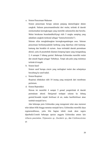 a. Sistem Pencernaan Makanan
      Sistem pencernaan berupa saluran panjang danmelingkar dalam
      cangkok. Saluran pencernaandimulai dari mulut, terletak di daerah
      oral,kemudian kerongkongan yang memiliki saluransifon dan bersilia.
      Mulut berukuran besardandikelilyngi oleh 5 rangka samping yang
      adadalam cangkok (terkenal sebagai “lenteraAristoteles”).
      Saluran sifon menghubungkan kerongkongandengan usus. Saluran
      pencernaan berikutnyaadalah lambung yang diperluas oleh kantung-
      kantung dan berakhir di rectum. Anus terletakdi daerah permukaan
      aboral, yaitu di pusattubuh diantara lempeng kapur yang mengandung
      2, 4 samapai 5 lubang genital. Beberapa Echinoidea memiliki mulut
      dan anusdi bagian pinggir Tubuhnya. Tetapi ada pula yang mulutnya
      terletak di tengah.
b. Sistem Saraf
      Sistem saraf berupa cincin yang melingkari mulut dan selanjutnya
      bercabang ke saraf radial.
c. Sistem Respirasi
      Respirasi dilakukan oleh 10 insang yang menjorok dari membrane
      peritnium.
d. Sistem Reproduksi
      Hewan ini memiliki 4 sampai 5 gonad yangterletak di daerah
      permukaan     aboral.    Darigonad       terdapat   saluran    ke    lubang
      genital.Sesudah terjadi fertilisasi di air, maka hasilfertilisasi akan
      tumbuh menjadi larva.
      Ada beberapa jenis Echinoidea yang mengerami telur atau merawat
telur dalam bilik hingga menetas menjadi larva. Echinoidea memiliki daya
regenerasikhusus,      yaitu   bila   bagian     tubuh    rusak     akan   segera
diperbaiki.Contoh beberapa spesies anggota Echinoidea antara lain
Arbacia punctulata, Tripneustes sp., Eucidaris sp., dan Coloboncetrotus
sp.




                                                                              29
 