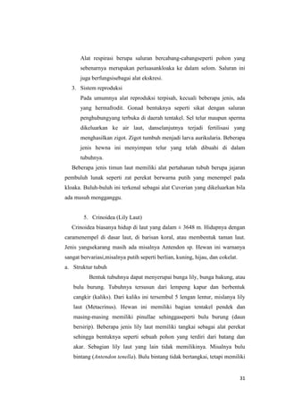 Alat respirasi berupa saluran bercabang-cabangseperti pohon yang
      sebenarnya merupakan perluasankloaka ke dalam selom. Saluran ini
      juga berfungsisebagai alat ekskresi.
   3. Sistem reproduksi
      Pada umumnya alat reproduksi terpisah, kecuali beberapa jenis, ada
      yang hermafrodit. Gonad bentuknya seperti sikat dengan saluran
      penghubungyang terbuka di daerah tentakel. Sel telur maupun sperma
      dikeluarkan ke air laut, danselanjutnya terjadi fertilisasi yang
      menghasilkan zigot. Zigot tumbuh menjadi larva aurikularia. Beberapa
      jenis hewna ini menyimpan telur yang telah dibuahi di dalam
      tubuhnya.
   Beberapa jenis timun laut memiliki alat pertahanan tubuh berupa jajaran
pembuluh lunak seperti zat perekat berwarna putih yang menempel pada
kloaka. Buluh-buluh ini terkenal sebagai alat Cuverian yang dikeluarkan bila
ada musuh mengganggu.


        5. Crinoidea (Lily Laut)
   Crinoidea biasanya hidup di laut yang dalam ± 3648 m. Hidupnya dengan
caramenempel di dasar laut, di barisan koral, atau membentuk taman laut.
Jenis yangsekarang masih ada misalnya Antendon sp. Hewan ini warnanya
sangat bervariasi,misalnya putih seperti berlian, kuning, hijau, dan cokelat.
a. Struktur tubuh
          Bentuk tubuhnya dapat menyerupai bunga lily, bunga bakung, atau
   bulu burung. Tubuhnya tersusun dari lempeng kapur dan berbentuk
   cangkir (kaliks). Dari kaliks ini tersembul 5 lengan lentur, mislanya lily
   laut (Metacrinus). Hewan ini memiliki bagian tentakel pendek dan
   masing-masing memiliki pinullae sehinggaseperti bulu burung (daun
   bersirip). Beberapa jenis lily laut memiliki tangkai sebagai alat perekat
   sehingga bentuknya seperti sebuah pohon yang terdiri dari batang dan
   akar. Sebagian lily laut yang lain tidak memilikinya. Misalnya bulu
   bintang (Antendon tenella). Bulu bintang tidak bertangkai, tetapi memiliki


                                                                                31
 