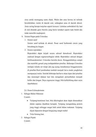 sirus untuk memegang suatu objek. Mulut dan anus hewna ini terletak
   bersebelahan; mulut di daerah oral, sedangkan anus di daerah aboral.
   Anus sering berupa tonjolan seperti kerucut. Lekukan ambulakral lily laut
   di oral ditandai garis bersilia yang berisi tentakel seperti kaki buluh dan
   tidak memiliki madreporit.
b. Sistem Organ pada Crinoidea
   1. Sistem saraf
       Sistem saraf terletak di aboral. Pusat saraf berbentuk cincin yang
       bercabang ke lengan.
   2. Sistem reproduksi
       Reproduksi dapat terjadi secara seksual danseksual. Reproduksi
       aseksual dengan regenerasibagian tubuh. Reproduksi seksual dengan
       fertilisasieksternal. Crinoidea bersifat diesis. Ronggatubuhnya sempit
       dan memiliki gonad yang terdapatdalam pinullae. Beberapa Crinoidea
       melepas telurke air tetapi ada jug ayang menahannya hinggamenetas
       di pinullae.Hasil pembuahan tumbuh menjadi larva muda yangbelum
       mempunyai mulut. Setelah beberapa harilarva akan lepas dari pinullae
       dan menempel didasar laut lalu mengalami pertumbuhan menjadi
       kaliks dan lengan. Daya regenerasi tinggi, bila kalikshilang akan seera
       diperbaharui.


   2.6 Peran Echinodermata
1. Sebagai Bahan Makanan
   Contoh :
          Teripang/mentimun laut, bila dikeringkan akan dapat dimasukkan
          dalam supatau dijadikan kerupuk. Teripang mengandung protein
          yang tinggi sehingga sangat baik untuk bahan makanan. Teripang
          dijual dipasaran dengan hargayang sangat mahal.
          Telur bintang laut.
2. Sebagai Pupuk
   Contoh :


                                                                           32
 