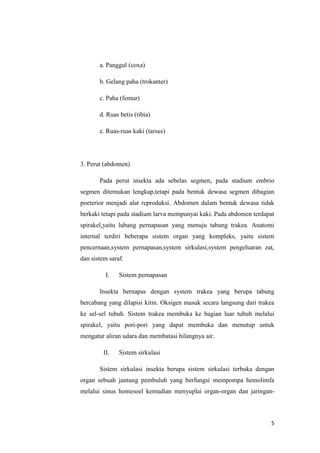 a. Panggul (coxa)

       b. Gelang paha (trokanter)

       c. Paha (femur)

       d. Ruas betis (tibia)

       e. Ruas-ruas kaki (tarsus)




3. Perut (abdomen)

       Pada perut insekta ada sebelas segmen, pada stadium embrio
segmen ditemukan lengkap,tetapi pada bentuk dewasa segmen dibagian
poeterior menjadi alat reproduksi. Abdomen dalam bentuk dewasa tidak
berkaki tetapi pada stadium larva mempunyai kaki. Pada abdomen terdapat
spirakel,yaitu lubang pernapasan yang menuju tabung trakea. Anatomi
internal terdiri beberapa sistem organ yang kompleks, yaitu sistem
pencernaan,system pernapasan,system sirkulasi,system pengeluaran zat,
dan sistem saraf.

          I.   Sistem pernapasan

       Insekta bernapas dengan system trakea yang berupa tabung
bercabang yang dilapisi kitin. Oksigen masuk secara langsung dari trakea
ke sel-sel tubuh. Sistem trakea membuka ke bagian luar tubuh melalui
spirakel, yaitu pori-pori yang dapat membuka dan menutup untuk
mengatur aliran udara dan membatasi hilangnya air.

         II.   Sistem sirkulasi

       Sistem sirkulasi insekta berupa sistem sirkulasi terbuka dengan
organ sebuah jantung pembuluh yang berfungsi mempompa hemolimfa
melalui sinus homesoel kemudian menyuplai organ-organ dan jaringan-



                                                                      5
 
