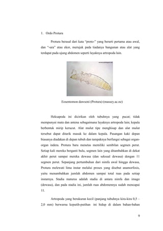 1. Ordo Protura

       Protura berasal dari kata “proto-” yang berarti pertama atau awal,
dan “-ura” atau ekor, merujuk pada tiadanya bangunan atau alat yang
terdapat pada ujung abdomen seperti layaknya artropoda lain.




               Eosentomon dawsoni (Protura) (massey.ac.nz)



       Heksapoda ini dicirikan oleh tubuhnya yang              pucat; tidak
mempunyai mata dan antena sebagaimana layaknya artropoda lain; kepala
berbentuk mirip kerucut. Alat mulut tipe menghisap dan alat mulut
tersebut dapat ditarik masuk ke dalam kepala. Pasangan kaki depan
biasanya diadakan di depan tubuh dan tampaknya berfungsi sebagai organ-
organ indera. Protura baru menetas memiliki sembilan segmen perut.
Setiap kali mereka berganti bulu, segmen lain yang ditambahkan di dekat
akhir perut sampai mereka dewasa (dan seksual dewasa) dengan 11
segmen perut. Sepanjang pertumbuhan dari nimfa awal hingga dewasa,
Protura melewati lima instar melalui proses yang disebut anamorfosis,
yaitu menambahkan jumlah abdomen sampai total ruas pada setiap
instarnya. Stadia maturus adalah stadia di antara nimfa dan imago
(dewasa), dan pada stadia ini, jumlah ruas abdomennya sudah mencapai
11.

       Artropoda yang berukuran kecil (panjang tubuhnya kira-kira 0,5 –
2,0 mm) berwarna keputih-putihan ini hidup di dalam bahan-bahan


                                                                         9
 
