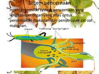 Sistem pencernaan
Insekta memiliki system pencernaan yang
lengkap dan organ yang jelas untuk
perombakan makanan dan penyerapan zat-zat
makanan.
 