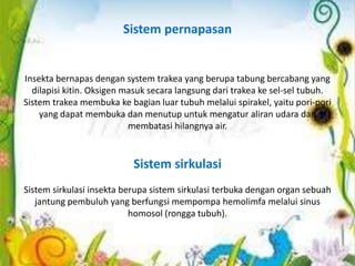 Sistem pernapasan


Insekta bernapas dengan system trakea yang berupa tabung bercabang yang
  dilapisi kitin. Oksigen masuk secara langsung dari trakea ke sel-sel tubuh.
Sistem trakea membuka ke bagian luar tubuh melalui spirakel, yaitu pori-pori
    yang dapat membuka dan menutup untuk mengatur aliran udara dan
                           membatasi hilangnya air.


                           Sistem sirkulasi
Sistem sirkulasi insekta berupa sistem sirkulasi terbuka dengan organ sebuah
   jantung pembuluh yang berfungsi mempompa hemolimfa melalui sinus
                           homosol (rongga tubuh).
 