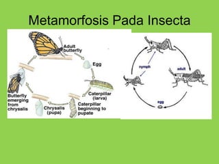 Metamorfosis Pada Insecta
 