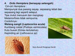 4. Ordo Hemiptera (bersayap setengah)
 Ciri-ciri Hemiptera :
Mempunyai dua pasang sayap, sepasang tebal dan
sepasang lagi seperti selaput.
Tipe mulut menusuk dan mengisap
Metamorfosis tidak sempurna.
Contohnya :
Walang sangit (Leptocorixa acuta)
Kumbang coklat (Podops vermiculata)
Kutu busuk (Eimex lectularius)
Kepinding air (Lethoverus sp)




                      Kutu Busuk Pengisap Darah
 