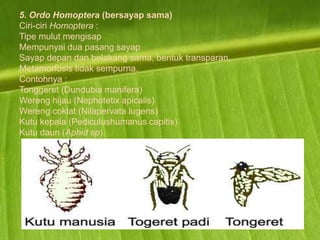 5. Ordo Homoptera (bersayap sama)
Ciri-ciri Homoptera :
Tipe mulut mengisap
Mempunyai dua pasang sayap
Sayap depan dan belakang sama, bentuk transparan.
Metamorfosis tidak sempurna.
Contohnya :
Tonggeret (Dundubia manifera)
Wereng hijau (Nephotetix apicalis)
Wereng coklat (Nilapervata lugens)
Kutu kepala (Pediculushumanus capitis)
Kutu daun (Aphid sp)
 