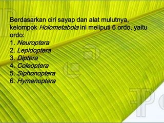 Berdasarkan ciri sayap dan alat mulutnya,
kelompok Holometabola ini meliputi 6 ordo, yaitu
ordo:
1. Neuroptera
2. Lepidoptera
3. Diptera
4. Coleoptera
5. Siphonoptera
6. Hymenoptera
 