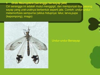 1. Ordo Neuroptera (serangga bersayap jala)
Ciri serangga ini adalah mulut menggigit, dan mempunyai dua pasang
sayap yang urat-uratnya berbentuk seperti jala. Contoh: undur-undur –
metamorfosis sempurna (siklus hidupnya: telur, larva,pupa
(kepompong), imago)




                                    Undur-undur Bersayap
 