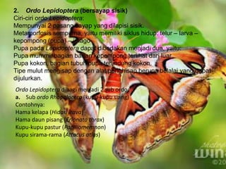 2. Ordo Lepidoptera (bersayap sisik)
Ciri-ciri ordo Lepidoptera:
Mempunyai 2 pasang sayap yang dilapisi sisik.
Metamorfosis sempurna, yaitu memiliki siklus hidup: telur – larva –
kepompong (pupa) – imago
Pupa pada Lepidoptera dapat dibedakan menjadi dua, yaitu:
Pupa mummi: bagian badan kepompong terlihat dari luar
Pupa kokon, bagian tubuh pupa terlindung kokon.
Tipe mulut mengisap dengan alat penghisap berupa belalai yang dapat
dijulurkan.
Ordo Lepidoptera dibagi menjadi 2 sub ordo:
a. Sub ordo Rhopalocera (kupu-kupu siang)
Contohnya:
Hama kelapa (Hidari irava)
Hama daun pisang (Erlonata thrax)
Kupu-kupu pastur (Papiliomemnon)
Kupu sirama-rama (Attacus atlas)
 