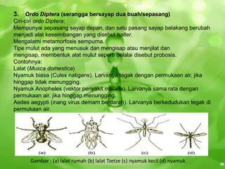 3.   Ordo Diptera (serangga bersayap dua buah/sepasang)
Ciri-ciri ordo Diptera:
Mempunyai sepasang sayap depan, dan satu pasang sayap belakang berubah
menjadi alat keseimbangan yang disebut halter.
Mengalami metamorfosis sempurna.
Tipe mulut ada yang menusuk dan mengisap atau menjilat dan
mengisap, membentuk alat mulut seperti belalai disebut probosis.
Contohnya:
Lalat (Musca domestica)
Nyamuk biasa (Culex natigans). Larvanya tegak dengan permukaan air, jika
hinggap tidak menungging.
Nyamuk Anopheles (vektor penyakit malaria). Larvanya sama rata dengan
permukaan air, jika hinggap menungging.
Aedes aegypti (inang virus demam berdarah). Larvanya berkedudukan tegak di
permukaan air.




      Gambar : (a) lalat rumah (b) lalat Tzetze (c) nyamuk kecil (d) nyamuk
 