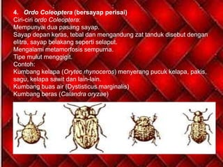 4. Ordo Coleoptera (bersayap perisai)
Ciri-ciri ordo Coleoptera:
Mempunyai dua pasang sayap.
Sayap depan keras, tebal dan mengandung zat tanduk disebut dengan
elitra, sayap belakang seperti selaput.
Mengalami metamorfosis sempurna.
Tipe mulut menggigit.
Contoh:
Kumbang kelapa (Orytec rhynoceros) menyerang pucuk kelapa, pakis,
sagu, kelapa sawit dan lain-lain.
Kumbang buas air (Dystisticus marginalis)
Kumbang beras (Calandra oryzae)
 