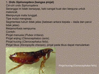 5. Ordo Siphonoptera (bangsa pinjal)
Ciri-ciri ordo Siphonoptera :
Serangga ini tidak bersayap, kaki sangat kuat dan berguna untuk
meloncat.
Mempunyai mata tunggal.
Tipe mulut mengisap.
Segmentasi tubuh tidak jelas (batasan antara kepala – dada dan perut
tidak jelas).
Metamorfosis sempurna.
Contoh:
Pinjal manusia (Pubex irritans).
Pinjal anjing (Ctenocephalus canis).
Pinjal kucing (Ctenocephalus felis).
Pinjal tikus (Xenopsylla cheopis), pinjal pada tikus dapat menularkan
kuman pes / sampar.




                                          Pinjal kucing (Ctenocephalus felis)
 