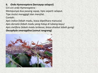 6. Ordo Hymenoptera (bersayap selaput)
Ciri-ciri ordo Hymenoptera :
Mempunyai dua pasang sayap, tipis seperti selaput.
Tipe mulut menggigit dan menjilat.
Contoh:
Apis indica (lebah madu, biasa dipelihara manusia)
Apis dorsata (lebah madu yang hidup di lubang kayu)
Apis melifera (lebah madu terbesar, biasa disebut lebah gung)
Oecophyla smaragdina (semut rangrang)
 