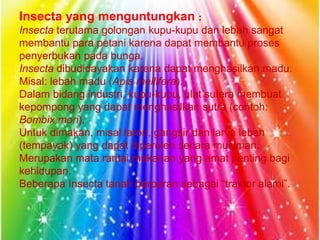 Insecta yang menguntungkan :
Insecta terutama golongan kupu-kupu dan lebah sangat
membantu para petani karena dapat membantu proses
penyerbukan pada bunga.
Insecta dibudidayakan karena dapat menghasilkan madu.
Misal: lebah madu (Apis mellifera).
Dalam bidang industri, kupu-kupu, ulat sutera membuat
kepompong yang dapat menghasilkan sutra (contoh:
Bombix mori).
Untuk dimakan, misal laron, gangsir dan larva lebah
(tempayak) yang dapat diperoleh secara musiman.
Merupakan mata rantai makanan yang amat penting bagi
kehidupan.
Beberapa Insecta tanah berperan sebagai “traktor alami”.
 