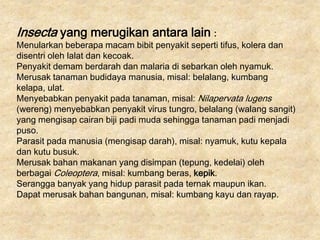 Insecta yang merugikan antara lain :
Menularkan beberapa macam bibit penyakit seperti tifus, kolera dan
disentri oleh lalat dan kecoak.
Penyakit demam berdarah dan malaria di sebarkan oleh nyamuk.
Merusak tanaman budidaya manusia, misal: belalang, kumbang
kelapa, ulat.
Menyebabkan penyakit pada tanaman, misal: Nilapervata lugens
(wereng) menyebabkan penyakit virus tungro, belalang (walang sangit)
yang mengisap cairan biji padi muda sehingga tanaman padi menjadi
puso.
Parasit pada manusia (mengisap darah), misal: nyamuk, kutu kepala
dan kutu busuk.
Merusak bahan makanan yang disimpan (tepung, kedelai) oleh
berbagai Coleoptera, misal: kumbang beras, kepik.
Serangga banyak yang hidup parasit pada ternak maupun ikan.
Dapat merusak bahan bangunan, misal: kumbang kayu dan rayap.
 