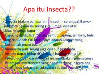 Apa itu Insecta??
 Insecta (dalam bahasa latin, insecti = serangga).Banyak
anggota hewan ini sering kita jumpai disekitar
kita, misalnya kupu-
kupu, nyamuk, lalat, lebah, semut, capung, jangkrik, belal
ang,dan lebah.Ciri khususnya adalah kakinya yang
berjumlah enam buah.
Karena itu pula sering juga disebut hexapoda.
Insecta dapat hidup di berbagai habitat, yaitu air
tawar, laut dan darat.Hewan ini merupakan satu-satunya
kelompok invertebrata yang dapat terbang.Insecta ada
yang hidup bebas dan ada yang sebagai parasit.
 