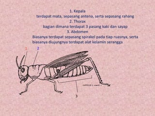 1. Kepala
      terdapat mata, sepasang antena, serta sepasang rahang
                         2. Thorax
          bagian dimana terdapat 3 pasang kaki dan sayap
                       3. Abdomen
    Biasanya terdapat sepasang spirakel pada tiap ruasnya, serta
    biasanya diujungnya terdapat alat kelamin serangga
1     2




                            3
 