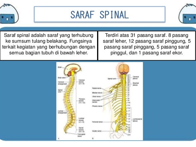 Fungsi Saraf  Spinal  Pada Sumsum Tulang Belakang Extra