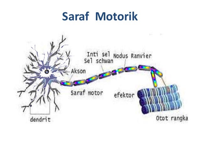 Sistem Saraf (Biologi)