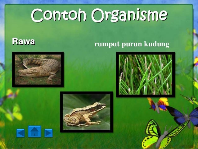 Ekosistem kuatik dan ekosistem buatan (nendra, nurlita 