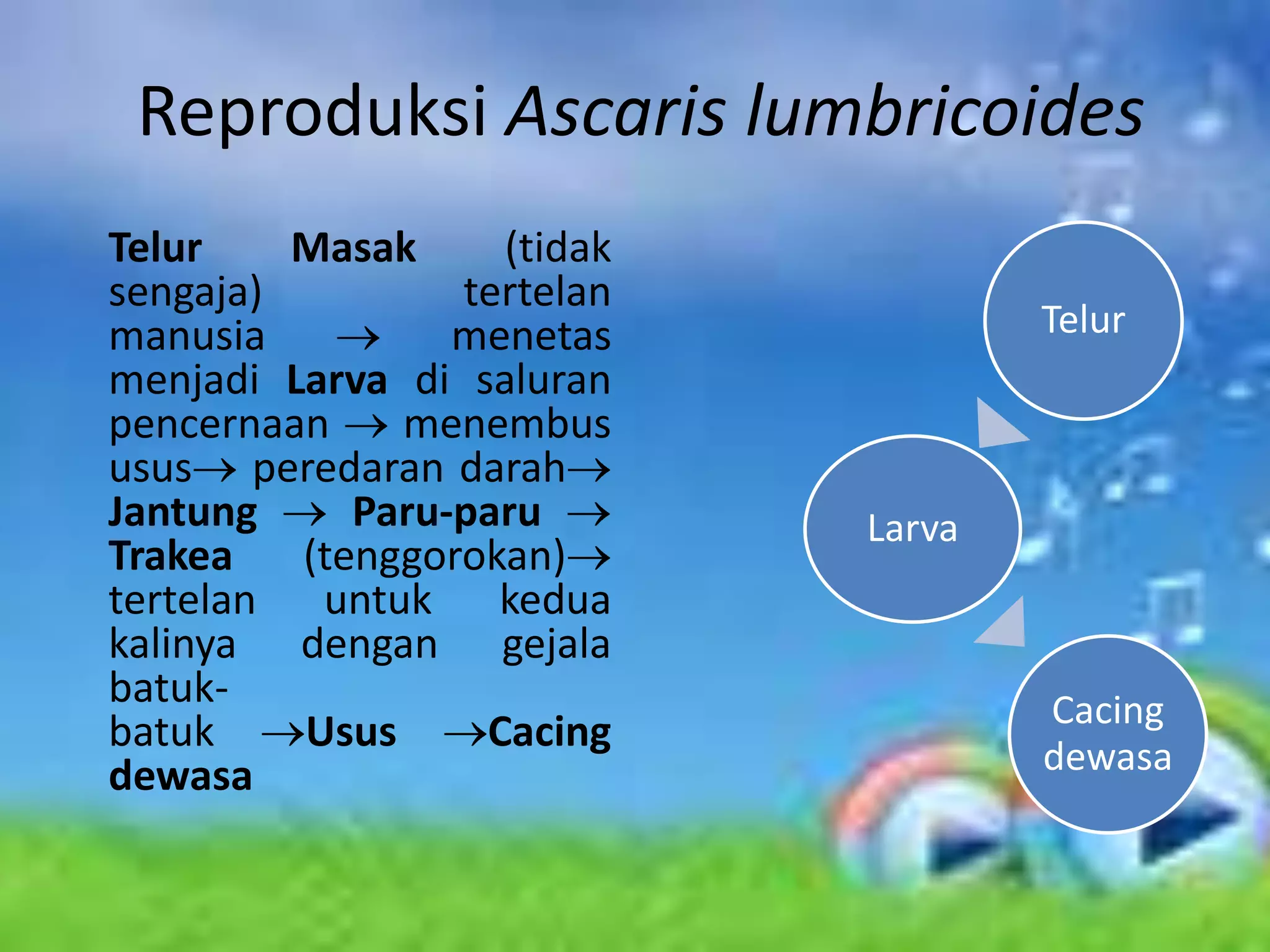 Reproduksi Ascaris lumbricoides
Telur    Masak     (tidak
sengaja)         tertelan
manusia          menetas            Telur
menjadi Larva di saluran
pencernaan    menembus
usus peredaran darah
Jantung     Paru-paru       Larva
Trakea   (tenggorokan)
tertelan untuk kedua
kalinya dengan gejala
batuk-                              Cacing
batuk    Usus     Cacing
dewasa                              dewasa
 