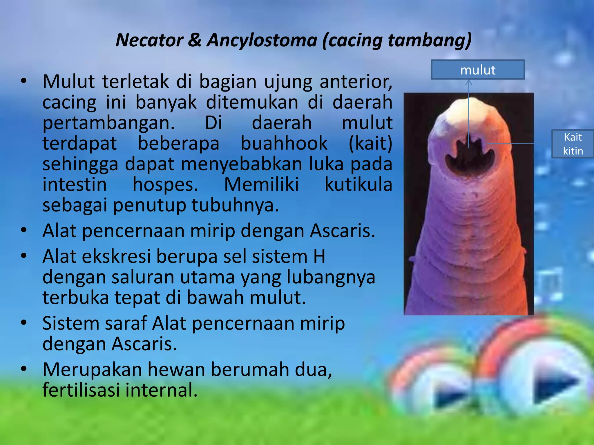 Necator & Ancylostoma (cacing tambang)
                                              mulut
• Mulut terletak di bagian ujung anterior,
  cacing ini banyak ditemukan di daerah
  pertambangan. Di daerah mulut
                                                      Kait
  terdapat beberapa buahhook (kait)                   kitin
  sehingga dapat menyebabkan luka pada
  intestin hospes. Memiliki kutikula
  sebagai penutup tubuhnya.
• Alat pencernaan mirip dengan Ascaris.
• Alat ekskresi berupa sel sistem H
  dengan saluran utama yang lubangnya
  terbuka tepat di bawah mulut.
• Sistem saraf Alat pencernaan mirip
  dengan Ascaris.
• Merupakan hewan berumah dua,
  fertilisasi internal.
 