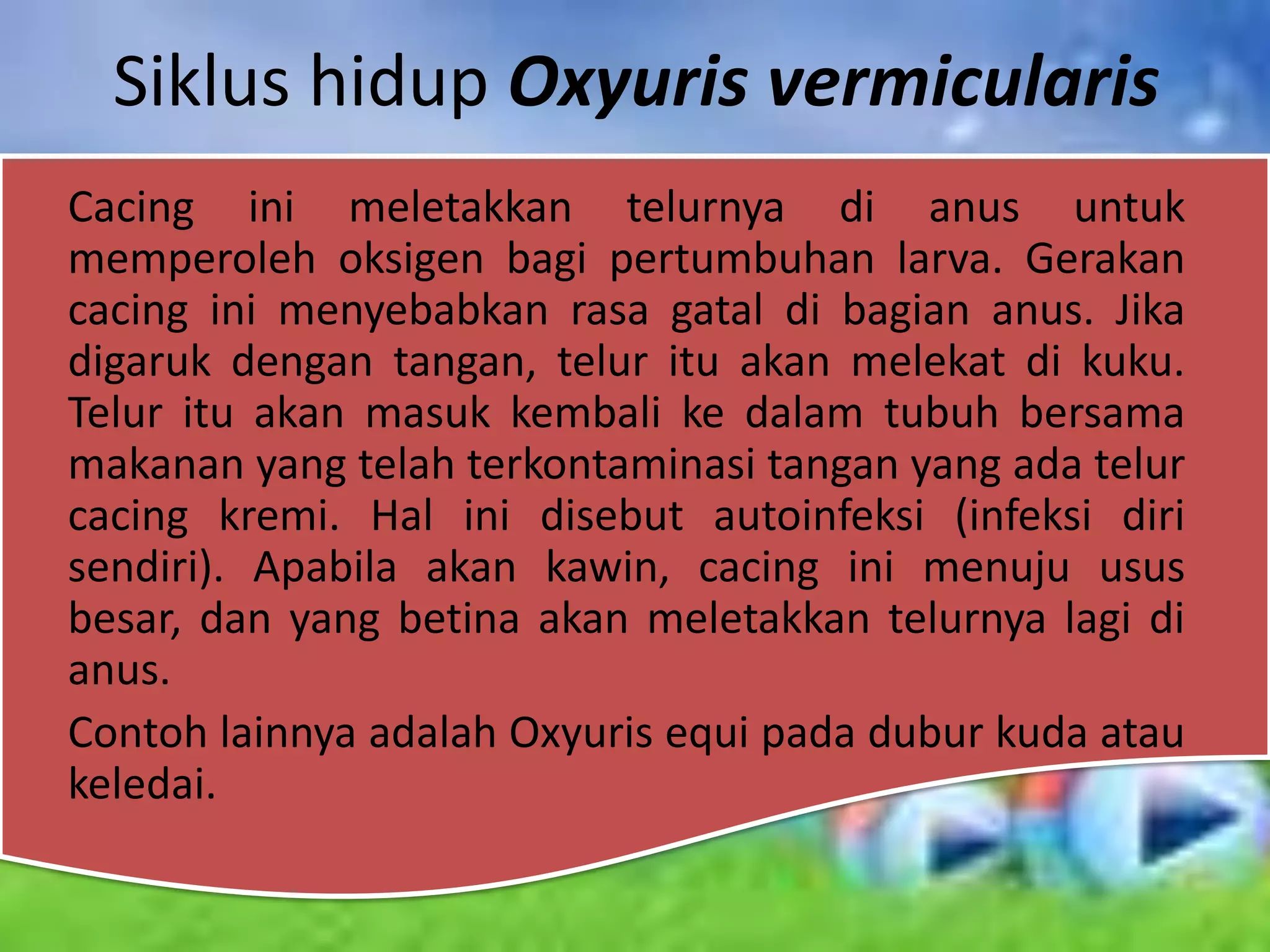Siklus hidup Oxyuris vermicularis
Cacing ini meletakkan telurnya di anus untuk
memperoleh oksigen bagi pertumbuhan larva. Gerakan
cacing ini menyebabkan rasa gatal di bagian anus. Jika
digaruk dengan tangan, telur itu akan melekat di kuku.
Telur itu akan masuk kembali ke dalam tubuh bersama
makanan yang telah terkontaminasi tangan yang ada telur
cacing kremi. Hal ini disebut autoinfeksi (infeksi diri
sendiri). Apabila akan kawin, cacing ini menuju usus
besar, dan yang betina akan meletakkan telurnya lagi di
anus.
Contoh lainnya adalah Oxyuris equi pada dubur kuda atau
keledai.
 