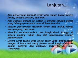 Lanjutan....
• Alat pencernaan komplit terdiri atas mulut, buccal cavity,
  faring, intestin, rectum, dan anus.
• Alat ekskresi berupa sel sistem H dengan saluran utama
  yang lubangnya terbuka tepat di bawah mulut.
• Saluran pencernaan makanan terdiri atas mulut, faring,
  usus panjang, dan anus.
• Memiliki serabut-serabut otot longitudinal. Rongga di
  antara dinding tubuh dan alat pencernaan disebut
  pseudocolom.
• Sistem saraf terdiri atas cincin saraf yang dihubungkan
  dengan 6 buah tali saraf (nerve cord) longitudinal, ke
  bagian anterior dan posterior serta tali-tali saraf
  transversal
 