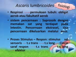 Ascaris lumbricoides
• Respirasi     permukaan tubuh: obligat
  aerob atau fakultatif aerob
• sistem pencernaan : Saprozoik dengan
  memakan zat yang terdapat pada
  intestin. Pencernaan ekstrasel, sisa
  pencernaan dikeluarkan melalui anus.

• Proses Stimulus – Respon: stimulus sel
  sensoris t.s trans       t.s long Cincin
  saraf respon      t.s trans      t.s long
     efektor
 