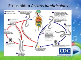 Siklus hidup Ascaris lumbricoides
 
