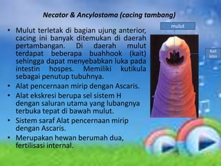 Necator & Ancylostoma (cacing tambang)
                                              mulut
• Mulut terletak di bagian ujung anterior,
  cacing ini banyak ditemukan di daerah
  pertambangan. Di daerah mulut
                                                      Kait
  terdapat beberapa buahhook (kait)                   kitin
  sehingga dapat menyebabkan luka pada
  intestin hospes. Memiliki kutikula
  sebagai penutup tubuhnya.
• Alat pencernaan mirip dengan Ascaris.
• Alat ekskresi berupa sel sistem H
  dengan saluran utama yang lubangnya
  terbuka tepat di bawah mulut.
• Sistem saraf Alat pencernaan mirip
  dengan Ascaris.
• Merupakan hewan berumah dua,
  fertilisasi internal.
 