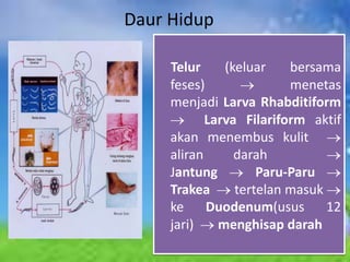 Daur Hidup

     Telur     (keluar    bersama
     feses)               menetas
     menjadi Larva Rhabditiform
            Larva Filariform aktif
     akan menembus kulit
     aliran      darah
     Jantung         Paru-Paru
     Trakea      tertelan masuk
     ke Duodenum(usus           12
     jari)    menghisap darah
 