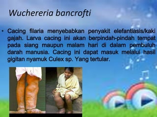 Wuchereria bancrofti
• Cacing filaria menyebabkan penyakit elefantiasis/kaki
  gajah. Larva cacing ini akan berpindah-pindah tempat
  pada siang maupun malam hari di dalam pembuluh
  darah manusia. Cacing ini dapat masuk melalui hasil
  gigitan nyamuk Culex sp. Yang tertular.
 
