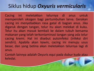 Siklus hidup Oxyuris vermicularis
Cacing ini meletakkan telurnya di anus untuk
memperoleh oksigen bagi pertumbuhan larva. Gerakan
cacing ini menyebabkan rasa gatal di bagian anus. Jika
digaruk dengan tangan, telur itu akan melekat di kuku.
Telur itu akan masuk kembali ke dalam tubuh bersama
makanan yang telah terkontaminasi tangan yang ada telur
cacing kremi. Hal ini disebut autoinfeksi (infeksi diri
sendiri). Apabila akan kawin, cacing ini menuju usus
besar, dan yang betina akan meletakkan telurnya lagi di
anus.
Contoh lainnya adalah Oxyuris equi pada dubur kuda atau
keledai.
 