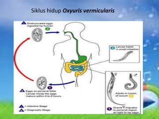 Siklus hidup Oxyuris vermicularis
 
