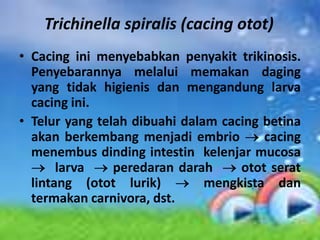 Trichinella spiralis (cacing otot)
• Cacing ini menyebabkan penyakit trikinosis.
  Penyebarannya melalui memakan daging
  yang tidak higienis dan mengandung larva
  cacing ini.
• Telur yang telah dibuahi dalam cacing betina
  akan berkembang menjadi embrio        cacing
  menembus dinding intestin kelenjar mucosa
       larva    peredaran darah     otot serat
  lintang (otot lurik)         mengkista dan
  termakan carnivora, dst.
 