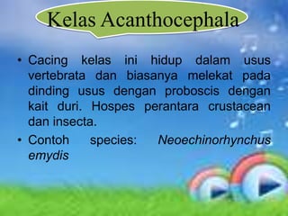 Kelas Acanthocephala
• Cacing kelas ini hidup dalam usus
  vertebrata dan biasanya melekat pada
  dinding usus dengan proboscis dengan
  kait duri. Hospes perantara crustacean
  dan insecta.
• Contoh     species: Neoechinorhynchus
  emydis
 