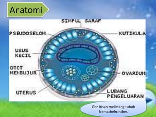 Anatomi




          Gbr. Irisan melintang tubuh
               Nemathelminthes
 