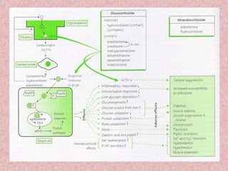 ACTH dan Kortikosteroid | PPTX