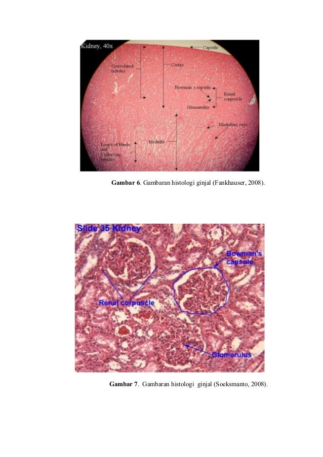 Download 8300 Gambar Ginjal Melintang Terbaik HD