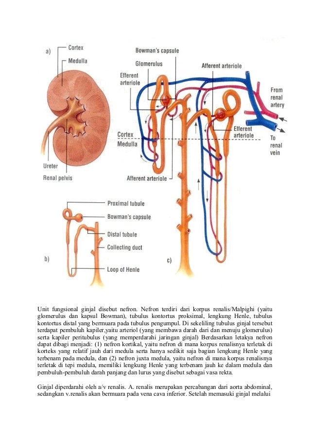 32 Gambar Nefron Dan Keterangannya Cari Gambar Keren HD