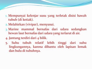 KARAKTERISTIK
1. Mempunyai kelenjar susu yang terletak disisi bawah

tubuh (di ketiak).
2. Melahirkan (vivipar), menyusui.
3. Marine mammal bernafas dari udara sedangkan
hewan laut bernafas dari udara yang terlarut di air.
4. Jantung terdiri dari 4 bilik.
5. Suhu tubuh relatif lebih tinggi dari suhu
lingkungannya, karena dibantu oleh lapisan lemak
dan bulu di tubuhnya.

 