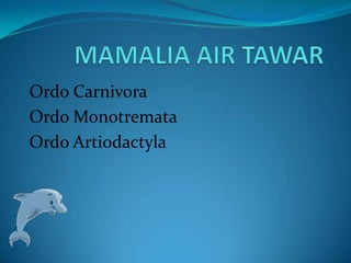 Ordo Carnivora
Ordo Monotremata
Ordo Artiodactyla

 