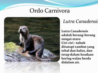 Ordo Carnivora

Lutra Canadensis
Lutra Canadensis
adalah berang-berang
sungai utara
Ciri-ciri : tubuh
ditutupi rambut yang
tebal dan halus, dan
tetap dalam keadaan
kering walau berda
didalam air.

 