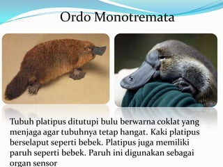 Ordo Monotremata

Tubuh platipus ditutupi bulu berwarna coklat yang
menjaga agar tubuhnya tetap hangat. Kaki platipus
berselaput seperti bebek. Platipus juga memiliki
paruh seperti bebek. Paruh ini digunakan sebagai
organ sensor

 
