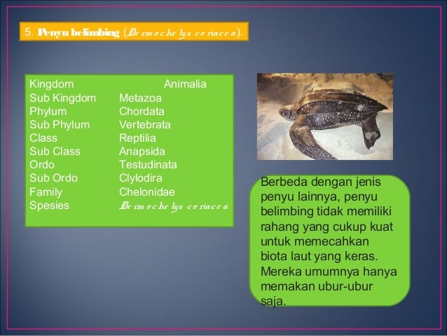 Reptil Laut Cb Apte Penyu Reptil Laut Cb Apte Penyu