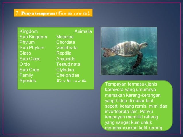 Reptil Laut Cb Perkembangbiakan Penyuperkembangbiakan Penyu Reptil Laut Cb Perkembangbiakan Penyuperkembangbiakan Penyu