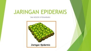 JARINGAN EPIDERMIS
SMA NEGERI 8 PEKANBARU
 