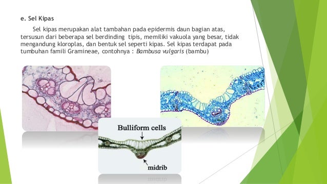 Tugas BIOLOGI KELAS XI SEMESTER 1 Jaringan Epidermis Tugas BIOLOGI KELAS XI SEMESTER 1 Jaringan Epidermis